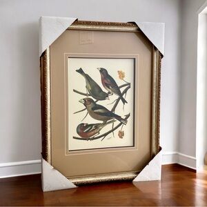 Vintage William Rutledge Finch Songbird Bird Family Print Framed 21x16